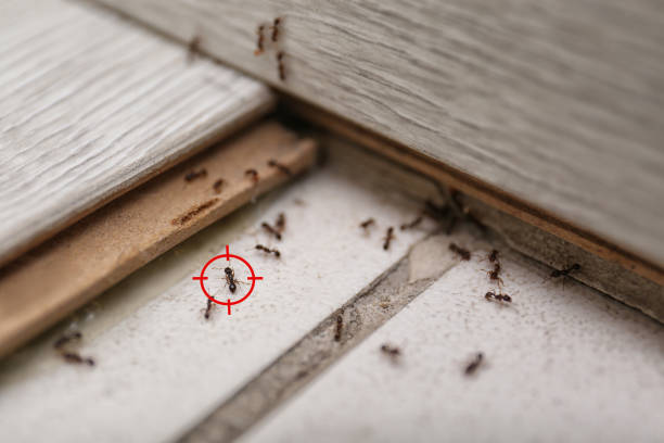 Professional Pest Control in North Wildwood, NJ